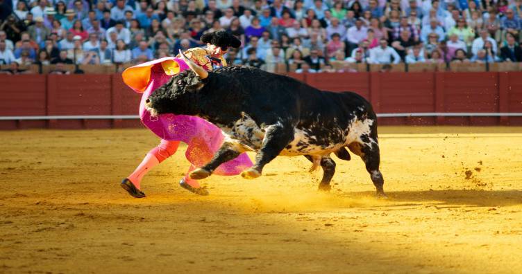 Watch the bullfights